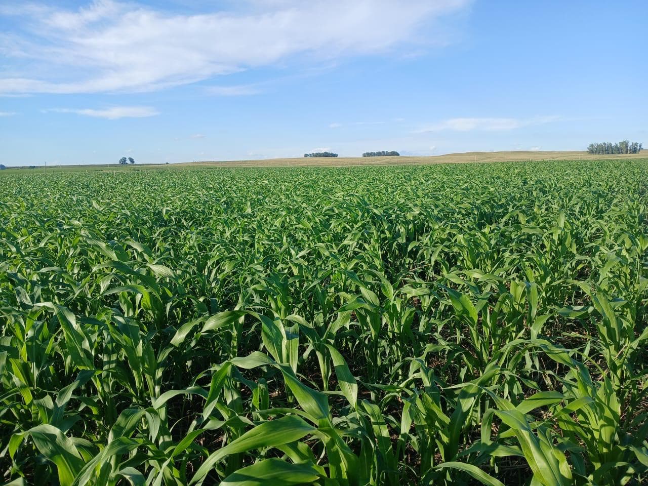 Sorgo Forrageiro